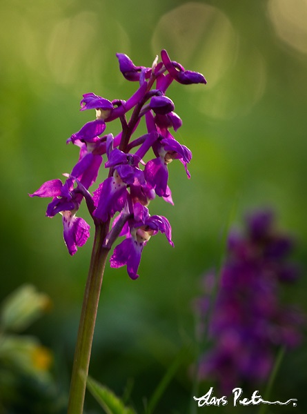 Early-purple Orchid